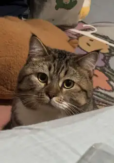 Devillord6321 的猫咪头像